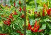 “The Ultimate Guide to Chili Pepper Planting: Unlocking Abundance and Prosperity for Your Home.”