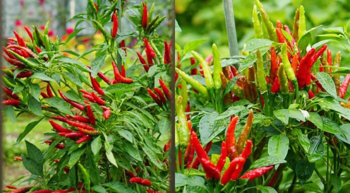 “The Ultimate Guide to Chili Pepper Planting: Unlocking Abundance and Prosperity for Your Home.”