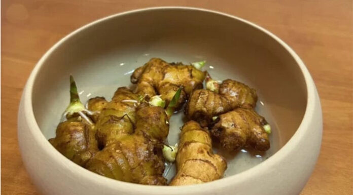 The Art of Growing Ginger Bonsai: A Beautiful and Healthy Pursuit