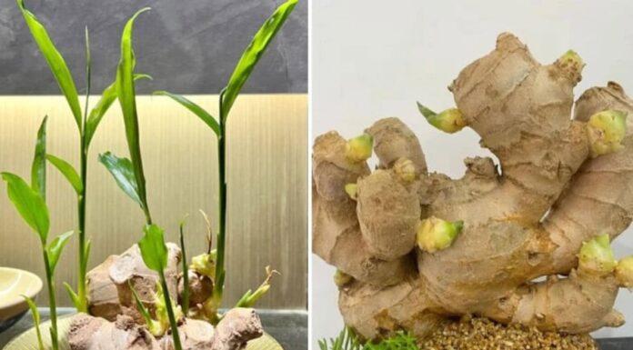 The Magic of Ginger: Unveiling the Surprising Beauty of this Unassuming Plant