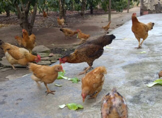 What’s the Difference Between Dark and Light Yolks?