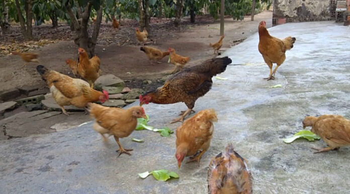 What’s the Difference Between Dark and Light Yolks?