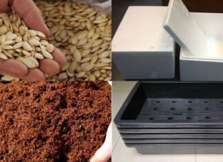 “Grow Your Own Luscious, Green Zucchini at Home for a Bountiful Harvest”