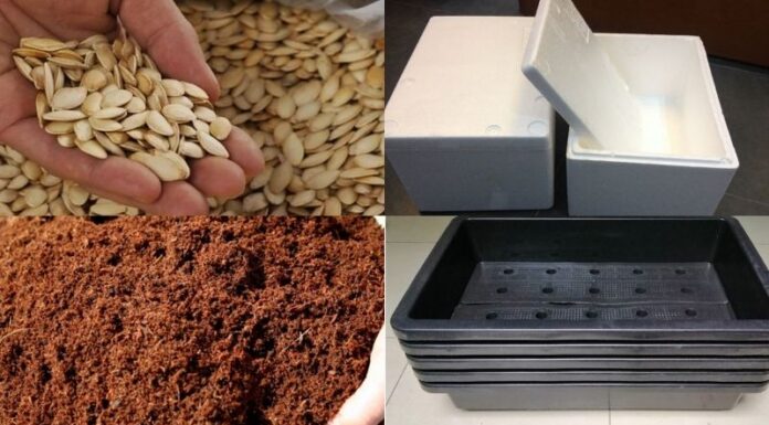 “Grow Your Own Luscious, Green Zucchini at Home for a Bountiful Harvest”