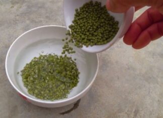 Growing Your Own Bean Sprouts with Banana Leaves: A Quick and Hygienic Method