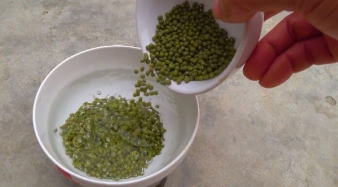 Growing Your Own Bean Sprouts with Banana Leaves: A Quick and Hygienic Method