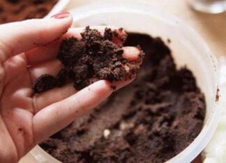 “Grow Your Own Delicious Oyster Mushrooms at Home with Coffee Grounds: A Quick Two-Week Project”