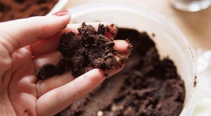 “Grow Your Own Delicious Oyster Mushrooms at Home with Coffee Grounds: A Quick Two-Week Project”