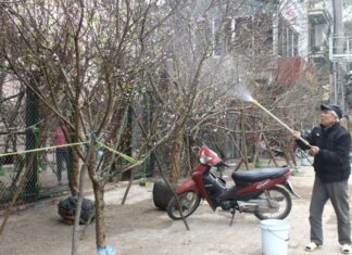 The Magic Potion: 5 Secret Elixirs to Make Your Peach Blossoms Bloom This Tet