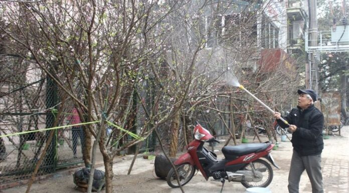 The Magic Potion: 5 Secret Elixirs to Make Your Peach Blossoms Bloom This Tet