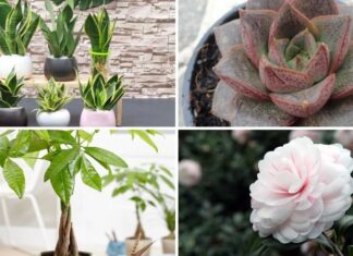 What Trees and Plants Are Compatible With the Zodiac Sign Rabbit and Can Bring Good Fortune?