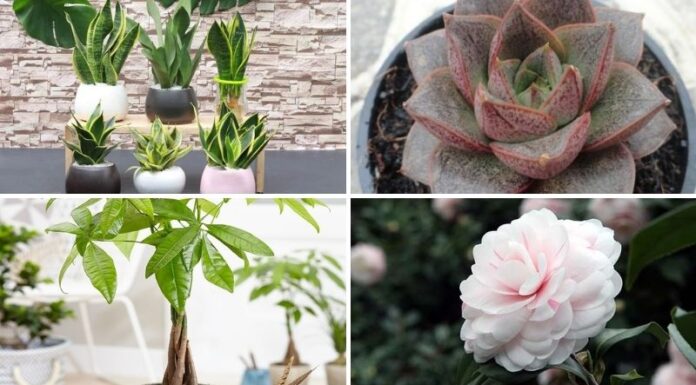 What Trees and Plants Are Compatible With the Zodiac Sign Rabbit and Can Bring Good Fortune?