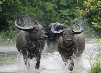 What Colors Suit Those Born in the Year of the Ox and Which Ones Should They Avoid?