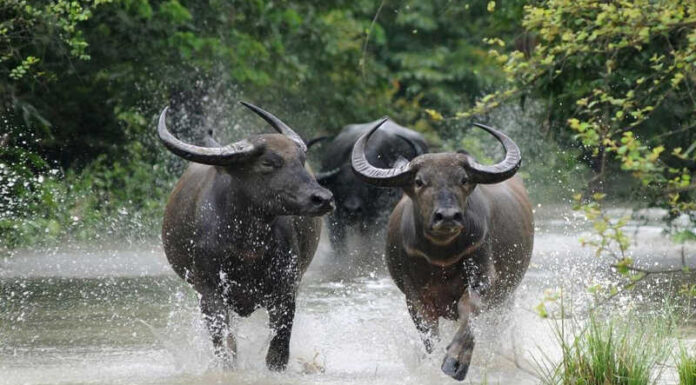 What Colors Suit Those Born in the Year of the Ox and Which Ones Should They Avoid?