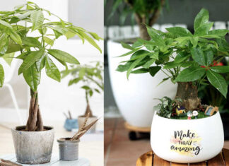 What Plants Bring Good Fortune for Ox Zodiac Signs and Their Feng Shui Significance?