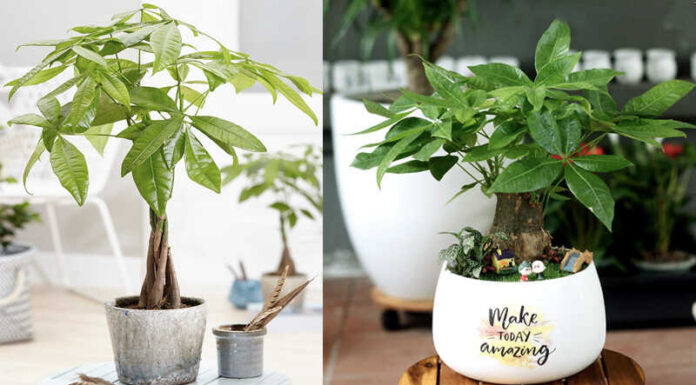 What Plants Bring Good Fortune for Ox Zodiac Signs and Their Feng Shui Significance?