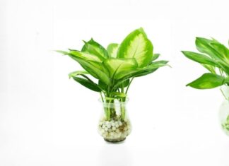 Be Wary of These Houseplants If You Have Little Ones at Home