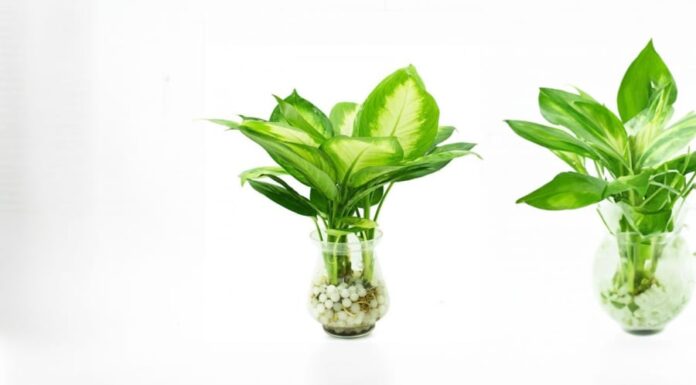 Be Wary of These Houseplants If You Have Little Ones at Home