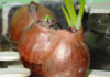 Why You Should Never Store Onions in the Fridge?