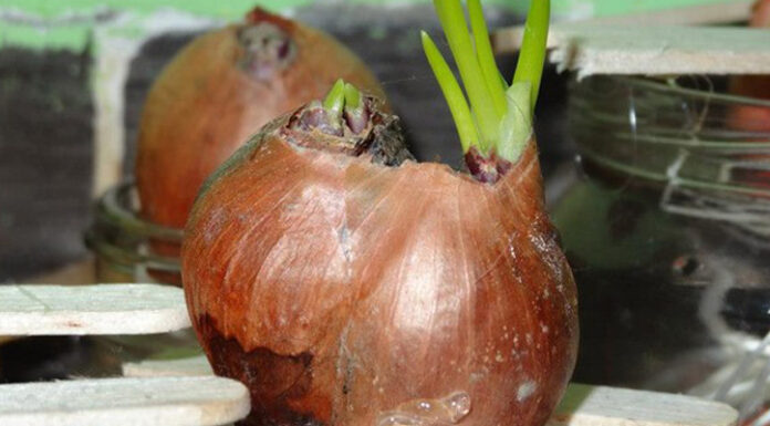 Why You Should Never Store Onions in the Fridge?