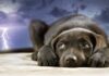 Why Are Dogs Scared of Thunder?
