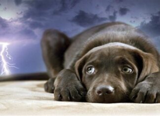Why Are Dogs Scared of Thunder?