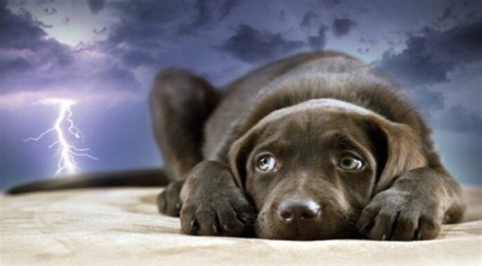 Why Are Dogs Scared of Thunder?