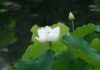 The Beauty of White Lotus: A Guide to Successful Planting and Arranging