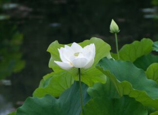 The Beauty of White Lotus: A Guide to Successful Planting and Arranging