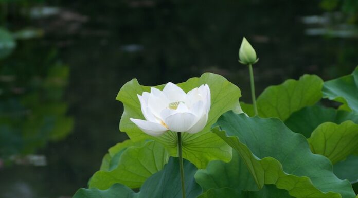 The Beauty of White Lotus: A Guide to Successful Planting and Arranging