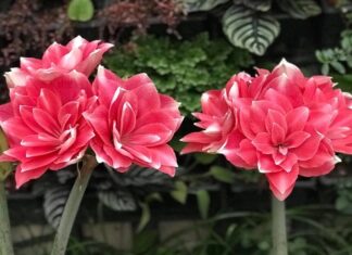 The Ultimate Guide to Growing and Caring for Magnificent Calla Lilies