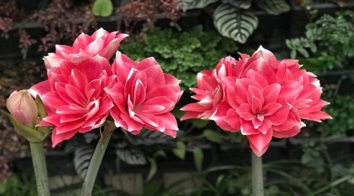 The Ultimate Guide to Growing and Caring for Magnificent Calla Lilies