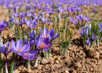 The Significance of Safflower: The Flower Symbolizing Love