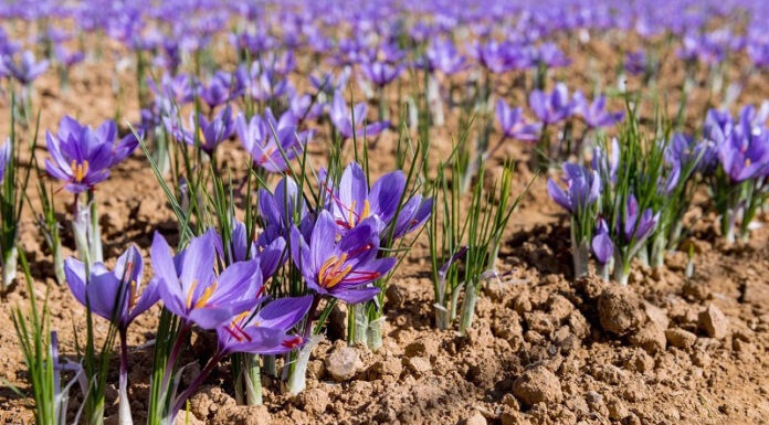 The Significance of Safflower: The Flower Symbolizing Love