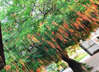 The Significance of the Vietnamese Locust Tree – A Guide to Growing and Nurturing This Auspicious Plant