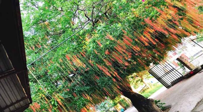 The Significance of the Vietnamese Locust Tree – A Guide to Growing and Nurturing This Auspicious Plant