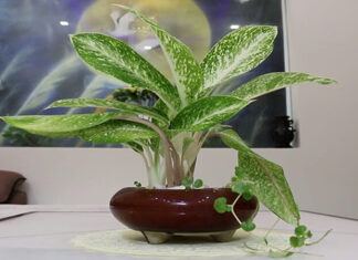 The Feng Shui Significance and Effective Care of White Knight Plants