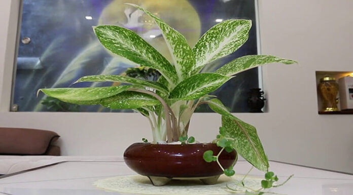 The Feng Shui Significance and Effective Care of White Knight Plants