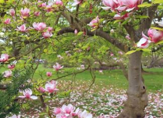 The Feng Shui Significance of Magnolia Flowers and What You Need to Know