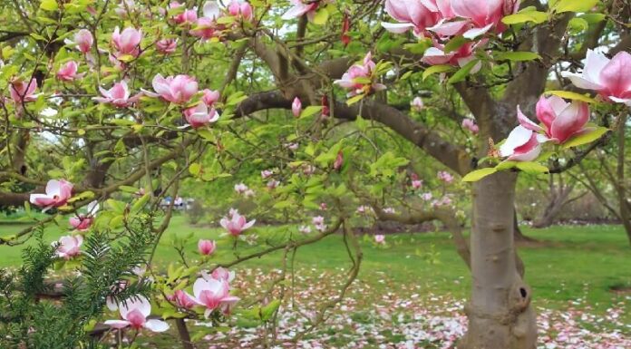 The Feng Shui Significance of Magnolia Flowers and What You Need to Know