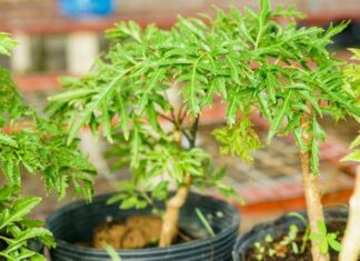 The Power of the Dinh Lang Plant in Feng Shui and How to Harness Its Health Benefits