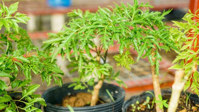 The Power of the Dinh Lang Plant in Feng Shui and How to Harness Its Health Benefits