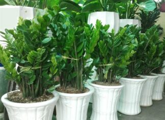 “The Money Tree’s Thirst Quencher: A Daily Drizzle for Lush Leaves and a Flood of Fortune”