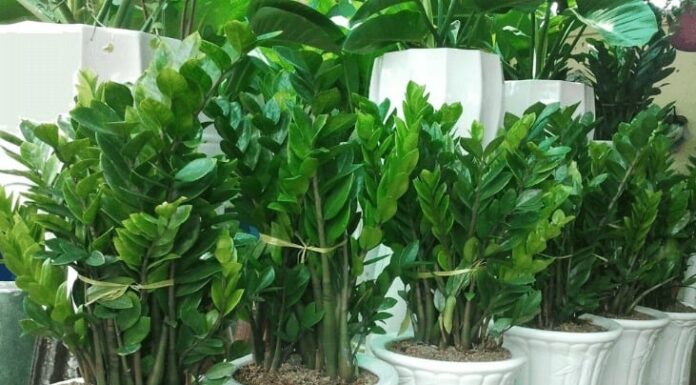 “The Money Tree’s Thirst Quencher: A Daily Drizzle for Lush Leaves and a Flood of Fortune”