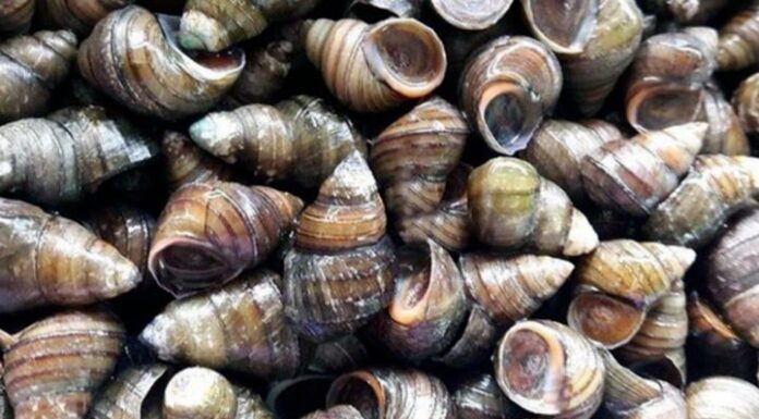 The Ultimate Guide to Cleaning and Preparing Delicious Snails: A Secret Ingredient for Perfect Results
