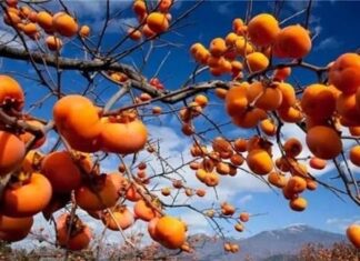 The Ancient Wisdom: “Three Trees of Prosperity” – Unlocking the Secrets to Intergenerational Wealth