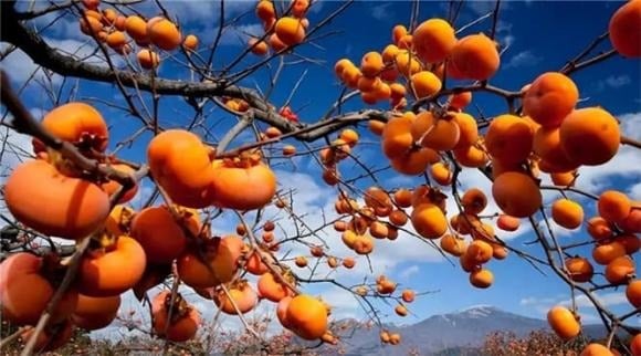 The Ancient Wisdom: “Three Trees of Prosperity” – Unlocking the Secrets to Intergenerational Wealth