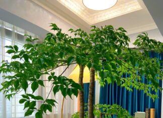 The Power of Three: Unlocking Prosperity with the Ancient Art of Feng Shui