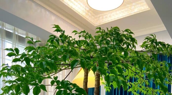 The Power of Three: Unlocking Prosperity with the Ancient Art of Feng Shui