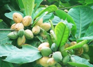 The Forgotten Fruit: A Tasty Treat Transformed into a Delicacy, Fetching a Premium Price.